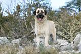 KANGAL 036